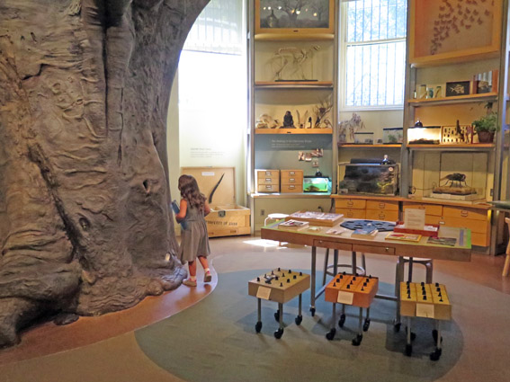 As Laranjinhas em NY - arvore de sala Museu de História Natural