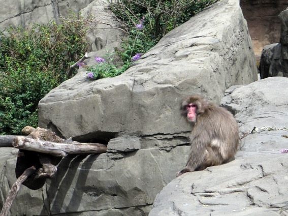 Central Park Zoo Macaco