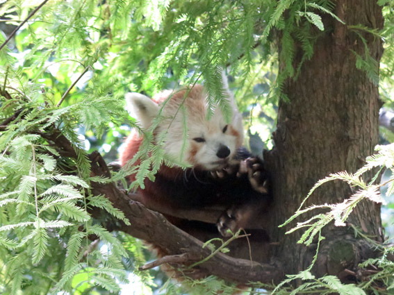 Central Park Zoo Panda Vermelho
