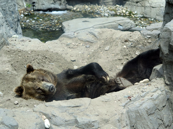 Central Park Zoo Urso