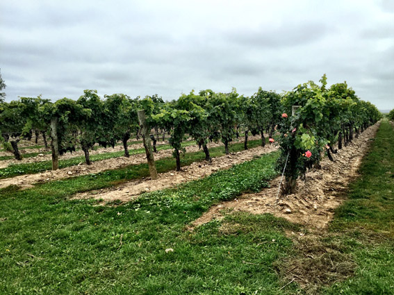 Peller States parreiras