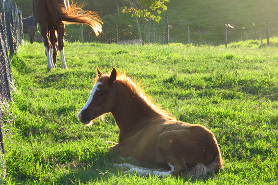 cavalo-fazenda-capoava