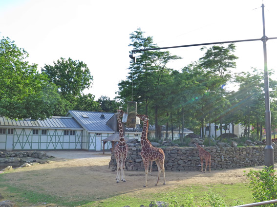Artis Zoo, o zoológico de Amsterdam
