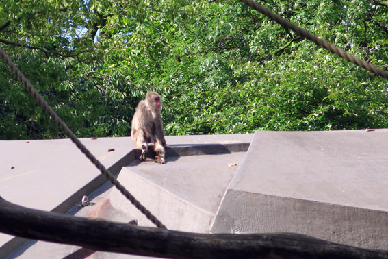 Artis Zoo, o zoológico de Amsterdam
