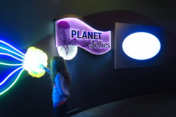 Aquario Toronto Planet Jellies