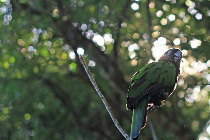 Parque das Aves, Foz do Iguaçu