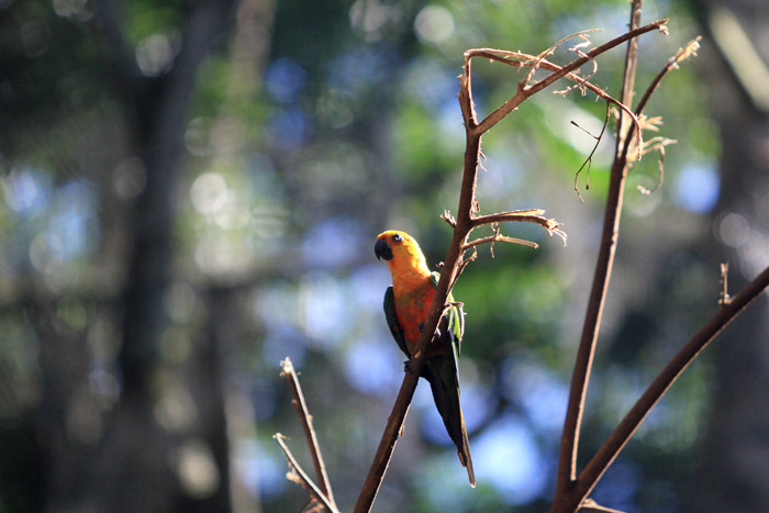Parque das Aves Foz do Iguacu