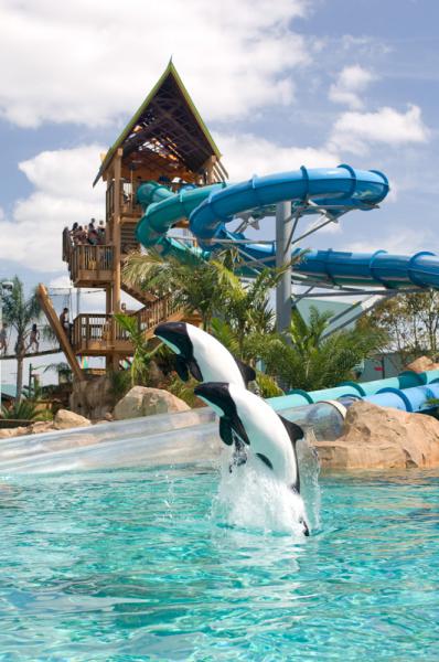 Dolphin Plunge Aquatica Orlando