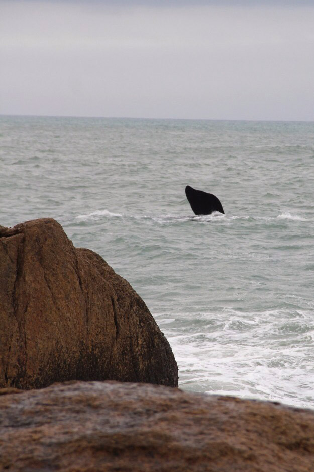 Baleia na Praia da Ferrugem