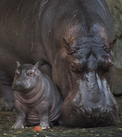 Baby Hippo Born at Disney’s Animal Kingdom is a Boy