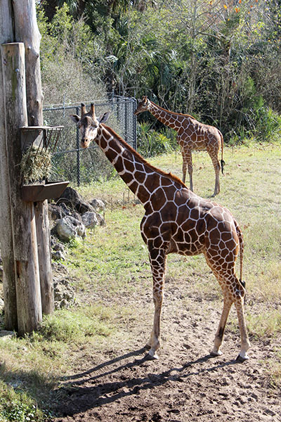 Zoo Jax Girafa