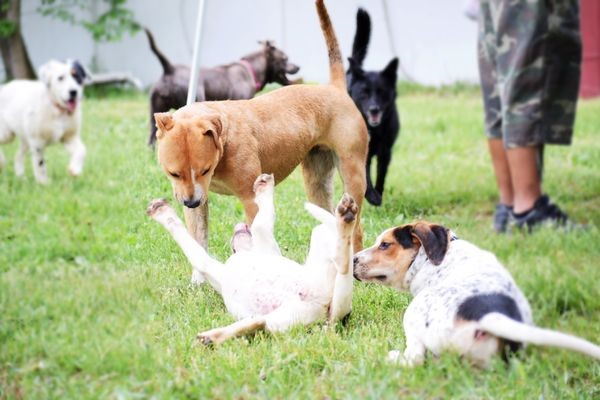 Cachorros brincando | Foto:Pets Alive