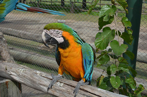 Zoo Lujan