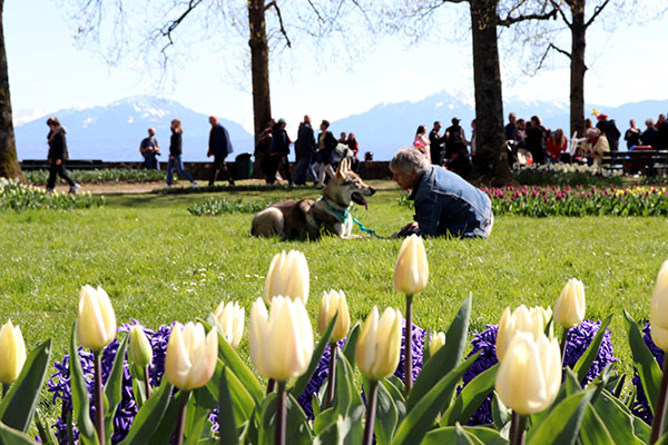 52o Tulip Festival Morges 13