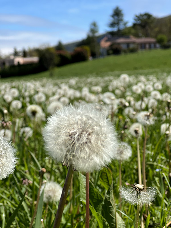 Primavera em Genebra, como se inspirar com as cores da cidade. Fotografe muito! Primavera em Genebra 4