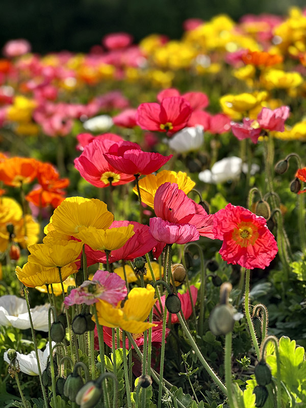 Primavera em Genebra, como se inspirar com as cores da cidade. Fotografe muito! Primavera em Genebra 5