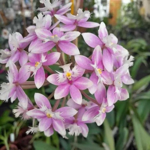 Orquidea Amazon Easy Resize.com